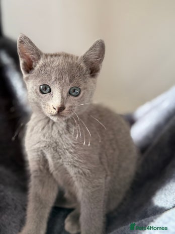Russian Blue cats - Advert 13