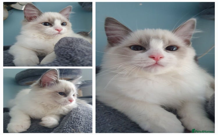 Ragdoll cats - Advert 10