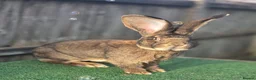 Continental Giant rabbits for sale: Continental Giant Babies For Reserve - Advert 7