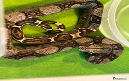 Boa Snake reptiles for sale: 2025 Boa Constrictor Babies in Letchworth Garden City - Image 11