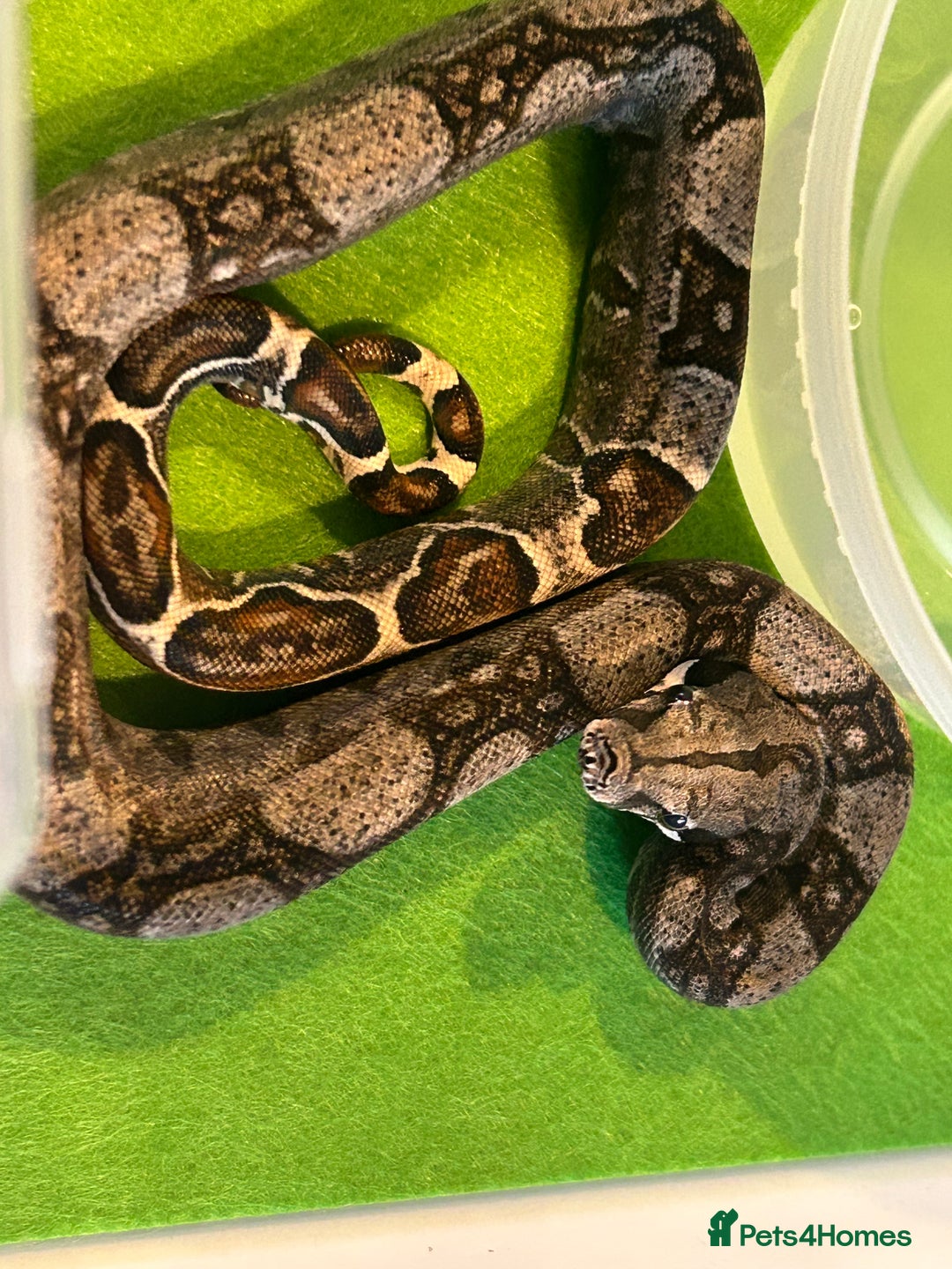 Boa Snake reptiles for sale: 2025 Boa Constrictor Babies in Letchworth Garden City - Image 11