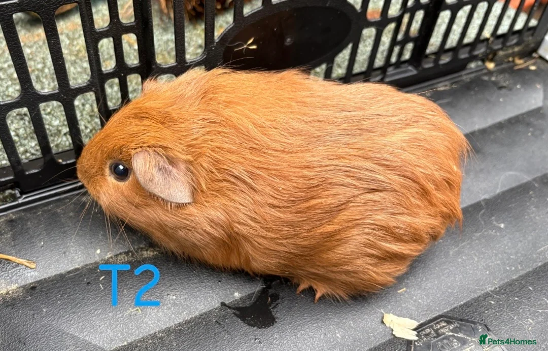 Guinea Pig rodents for sale: Young Californian x guinea pigs for sale  - Advert 5