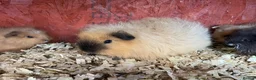 Guinea Pig rodents for sale: Fluffy piggies  - Advert 5