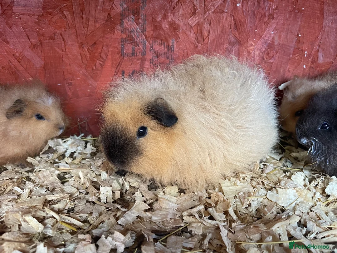 Guinea Pig rodents for sale: Fluffy piggies  - Advert 5