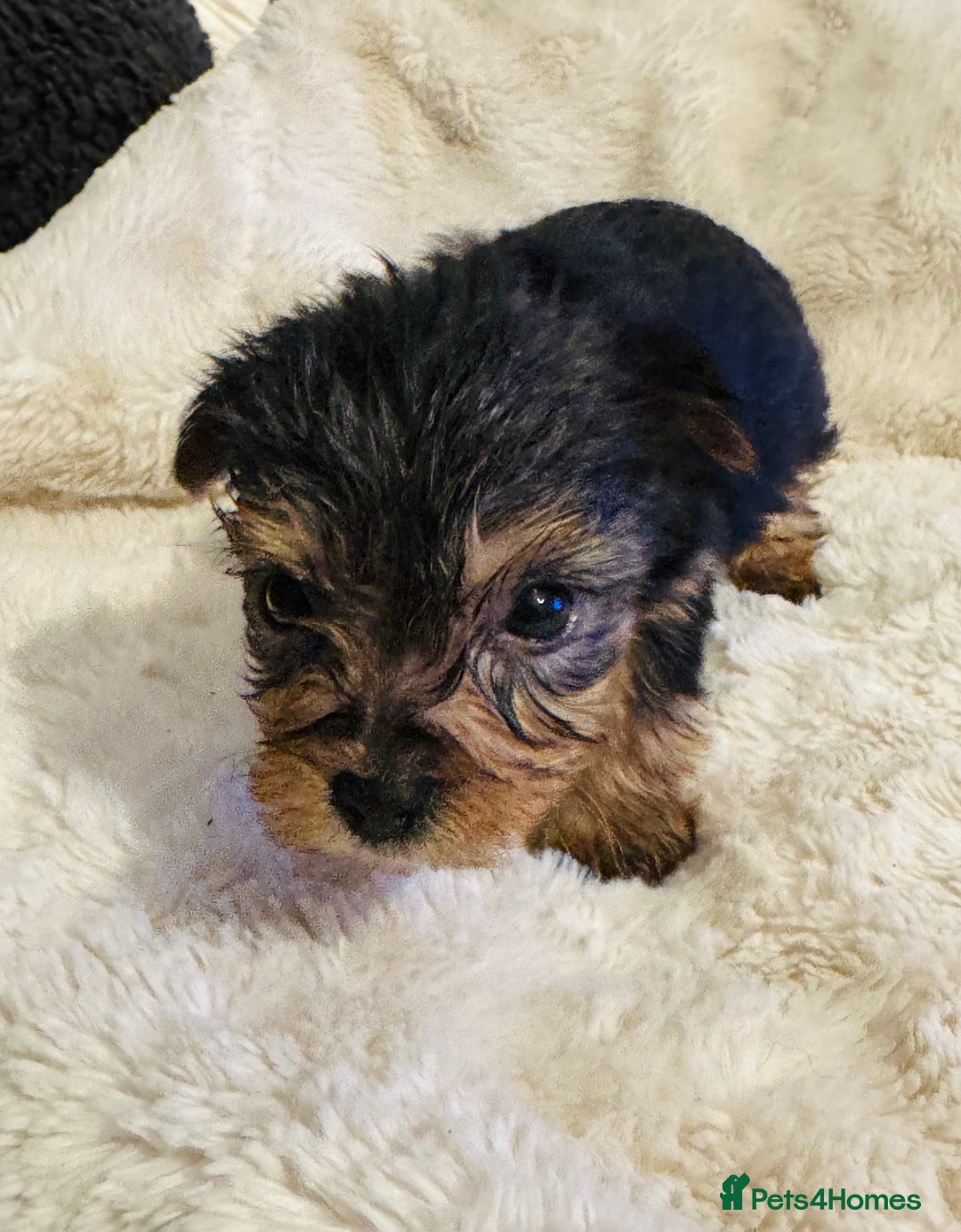 Yorkshire Terrier dogs for sale: Yorkshire Terrier Pups - Advert 7