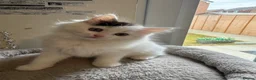Ragdoll cats for sale: Beautiful Ragdoll kittens - Advert 5