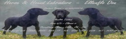 Labrador Retriever dogs for stud: Handsome hunter for stud (well proven) in Alfreton - Advert 6