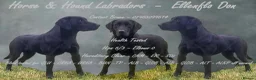 Labrador Retriever dogs for stud: Handsome hunter for stud (well proven) in Alfreton - Advert 6