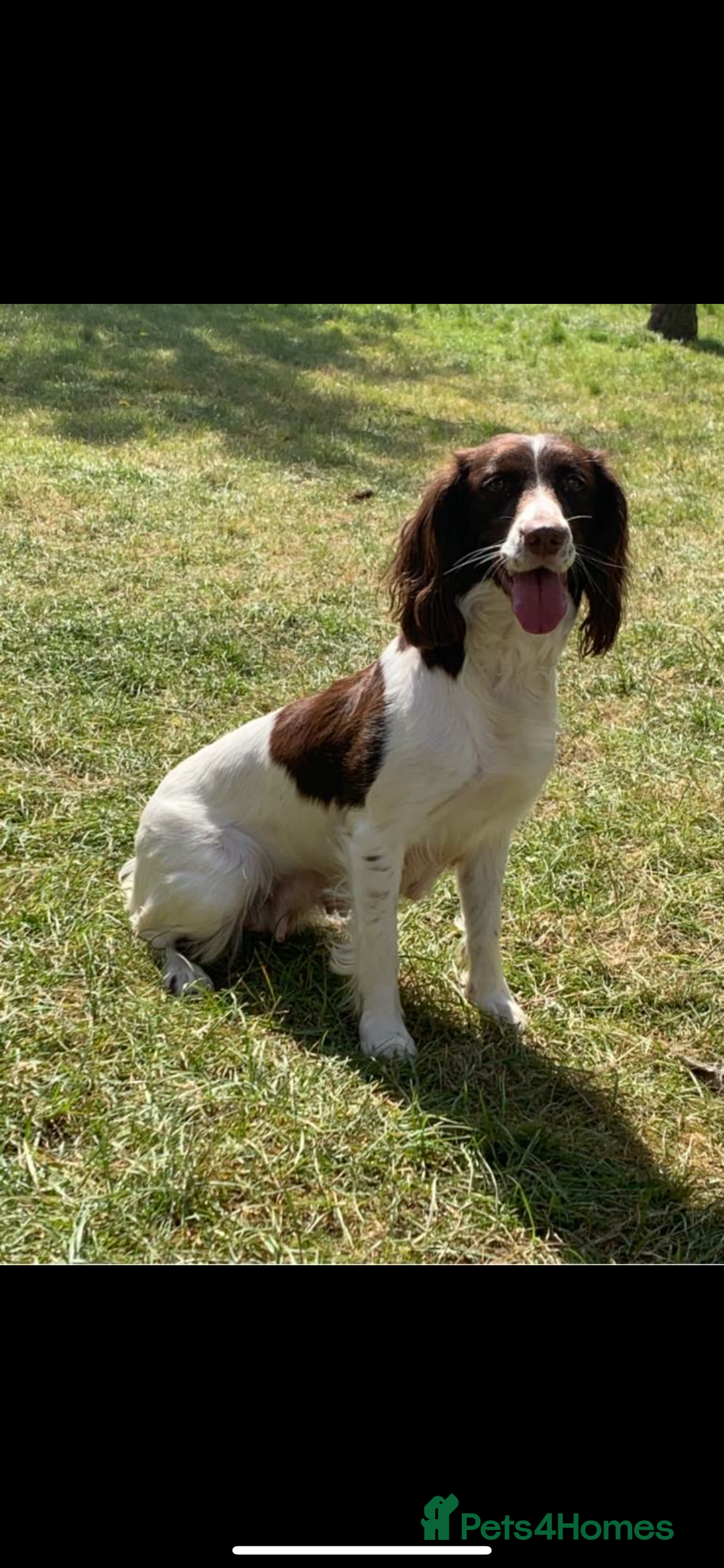 English Springer Spaniel dogs for sale: puppies due the week of the 22nd dec  - Advert 1