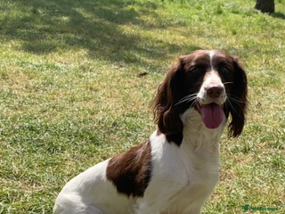English Springer Spaniel dogs puppies due the week of the 22nd dec - Advert 1