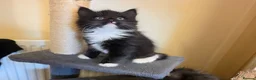 Mixed Breed cats for sale: 2 beautiful kittens  - Advert 10