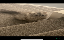 British Longhair cats for sale: Grey fluffy long haired cat  - Image 5