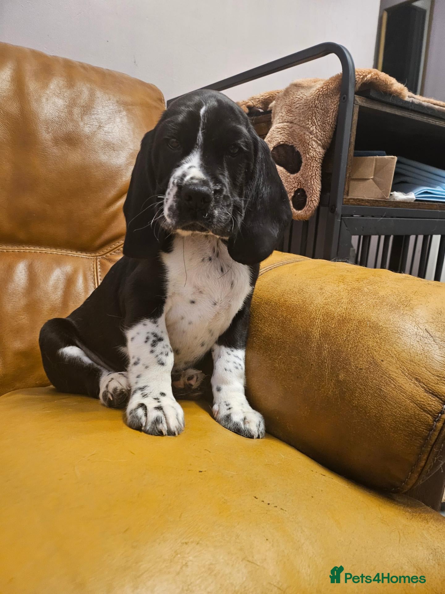 Bocker dogs Bocker puppies luking new home  - Advert 5