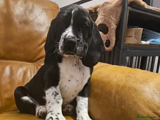 Bocker dogs Bocker puppies luking new home - Advert 5