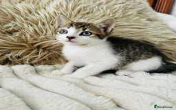 Mixed Breed cats for sale: Beautiful Kittens For Sale  - Image 19