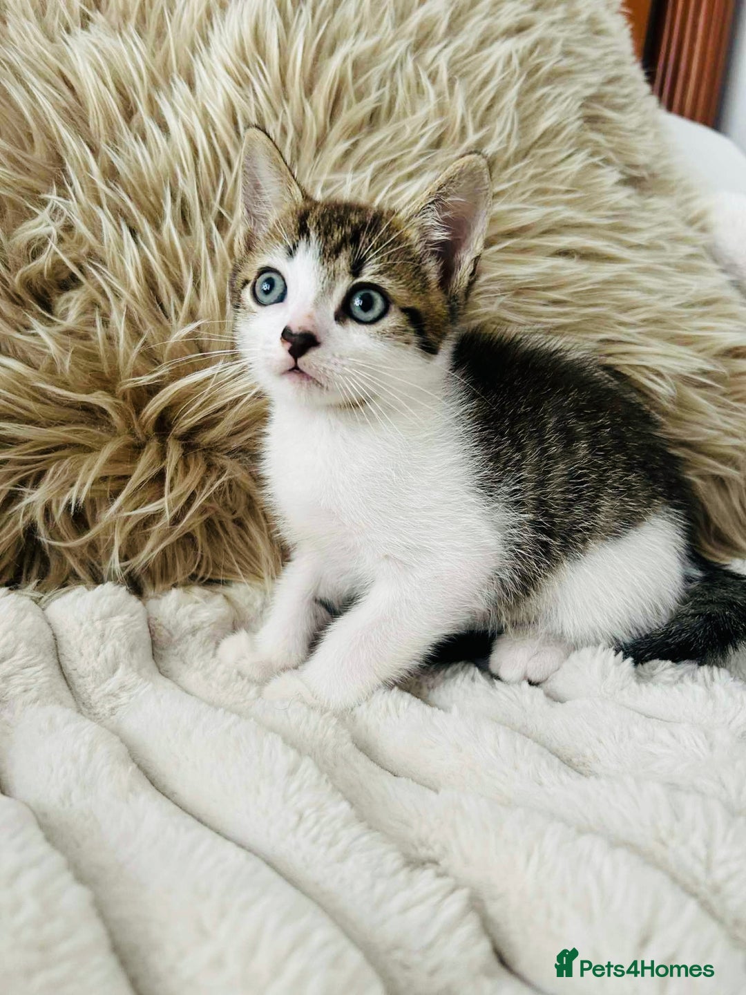 Mixed Breed cats for sale: Beautiful Kittens For Sale  - Image 19