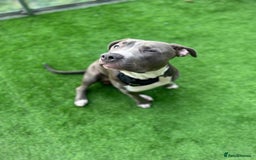 Mixed Breed dogs for sale: Loving home for Storm - Image 7