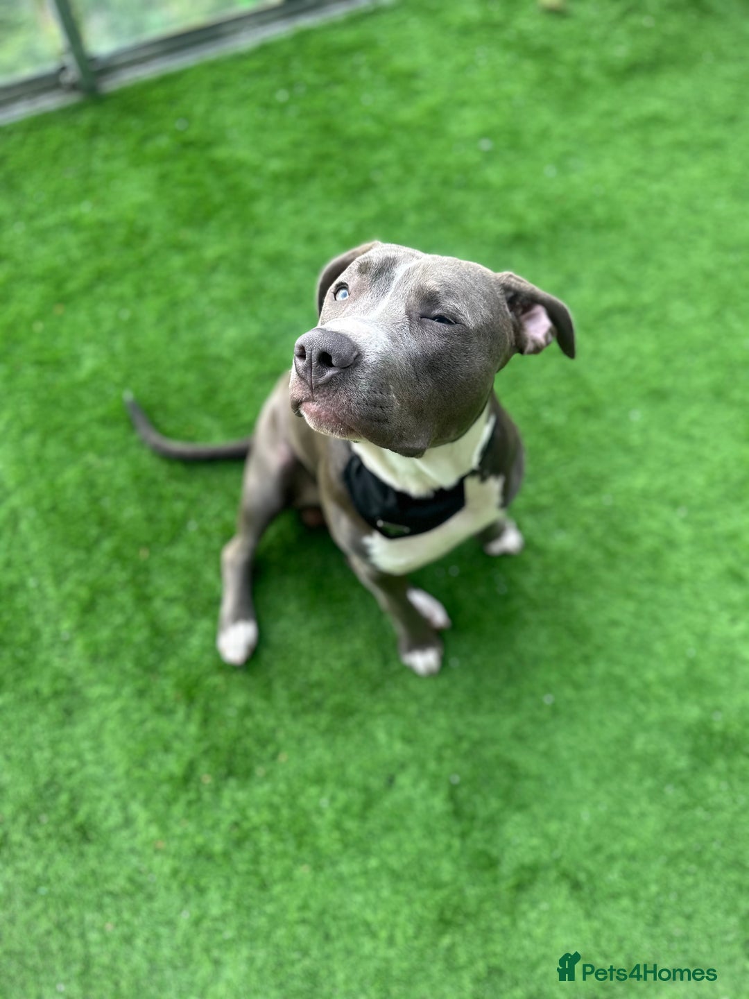 Mixed Breed dogs for sale: Loving home for Storm - Image 7