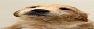 Golden Retriever Puppy 3