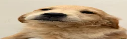 Golden Retriever dogs for sale: Beautiful litter of golden retriever puppies  - Advert 6