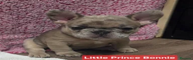 French Bulldog Puppy 5