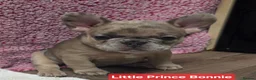 French Bulldog dogs for sale: French bulldog ready to leave last boy and girl - Advert 35