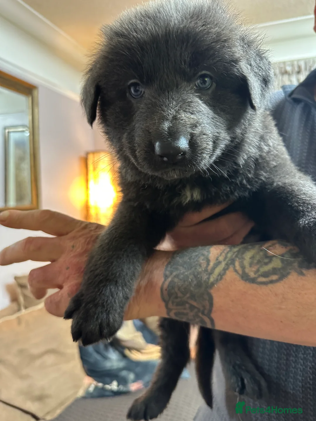 German Shepherd dogs for sale: Beautiful Blue and Black GSD puppies - Advert 13