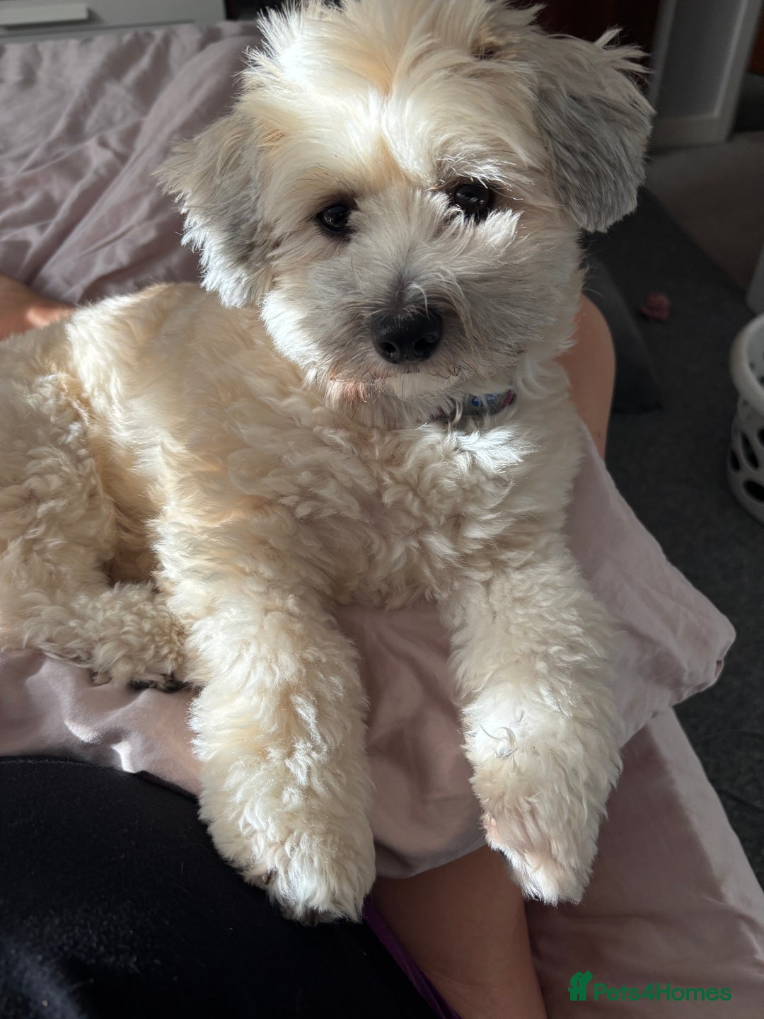 Maltipoo dogs for sale: Maltipoo - Advert 4