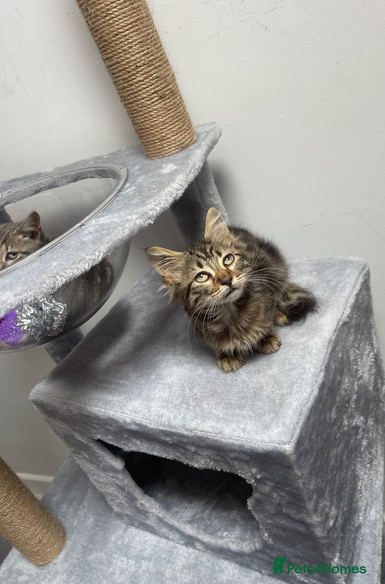 Mixed Breed cats Lovely kittens ready  - Advert 16