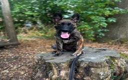 Mixed Breed dogs for sale: Shepherd Mix gorgeous girl for rehoming  - Image 9