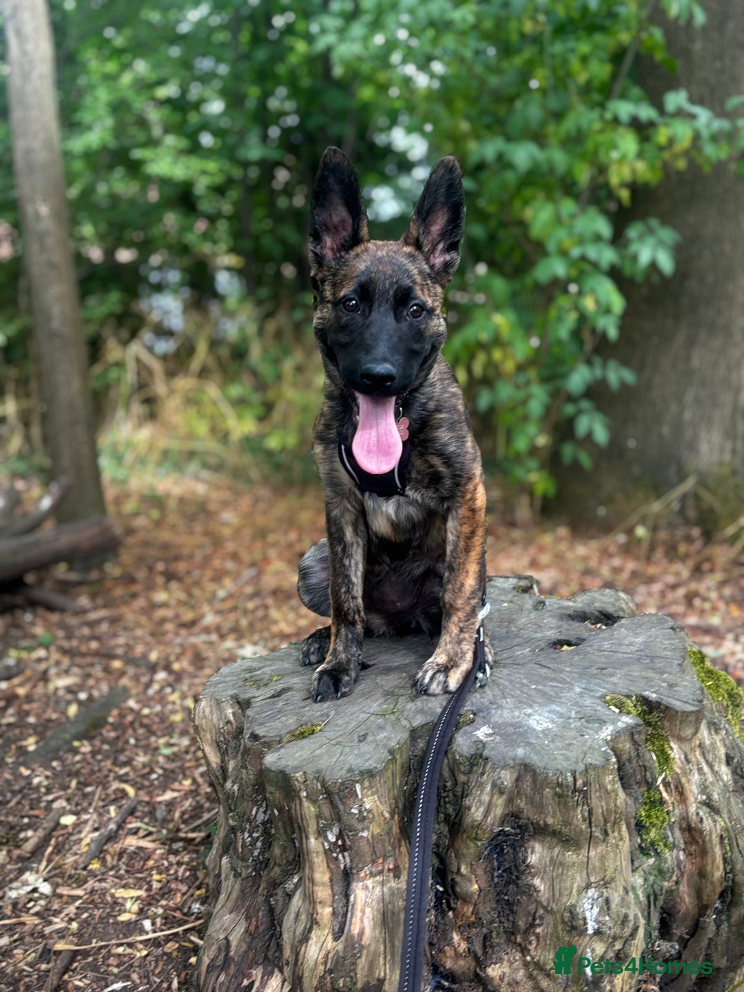 Mixed Breed dogs for sale: Shepherd Mix gorgeous girl for rehoming  - Image 9