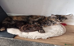 Maine Coon cats for sale: Beautiful female ready to leave now! - Image 6