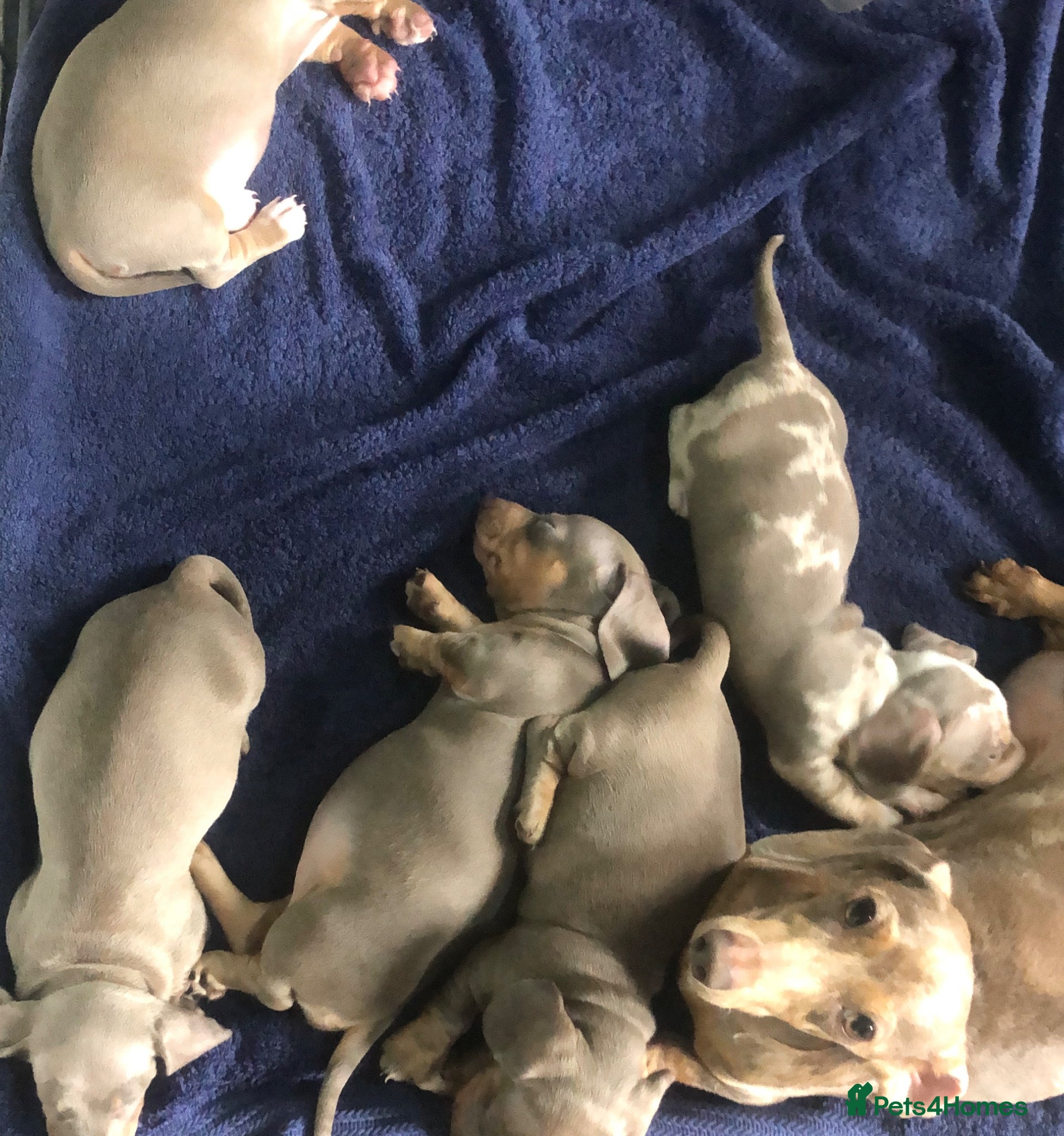 Miniature Dachshund dogs Miniature dachshund puppies - Advert 5
