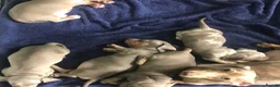 Miniature Dachshund dogs for sale: Miniature dachshund puppies - Advert 1