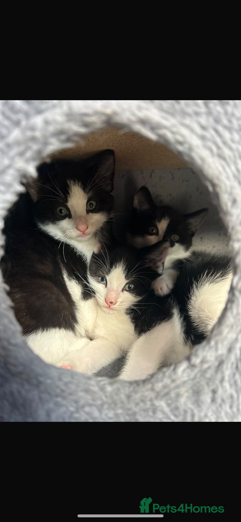 Domestic Shorthair cats 3 Beautiful Boy Kittens Looking for Forever Homes - Advert 6
