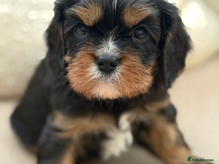 Cavalier King Charles Spaniel dogs Health Tested, beautiful KC Cavalier Puppies. - Advert 7