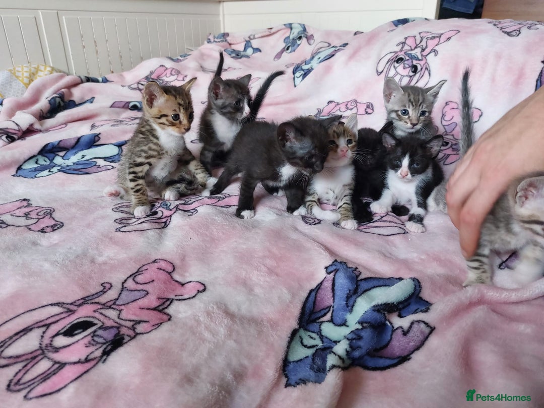Savannah cats for sale: Playful Savannah F5 Mix Kittens for Loving Homes - Image 7