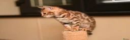 Bengal cats for sale: Registered pedigree bengal kittens - Advert 19