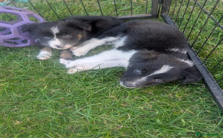 Border Collie dogs - Advert 1