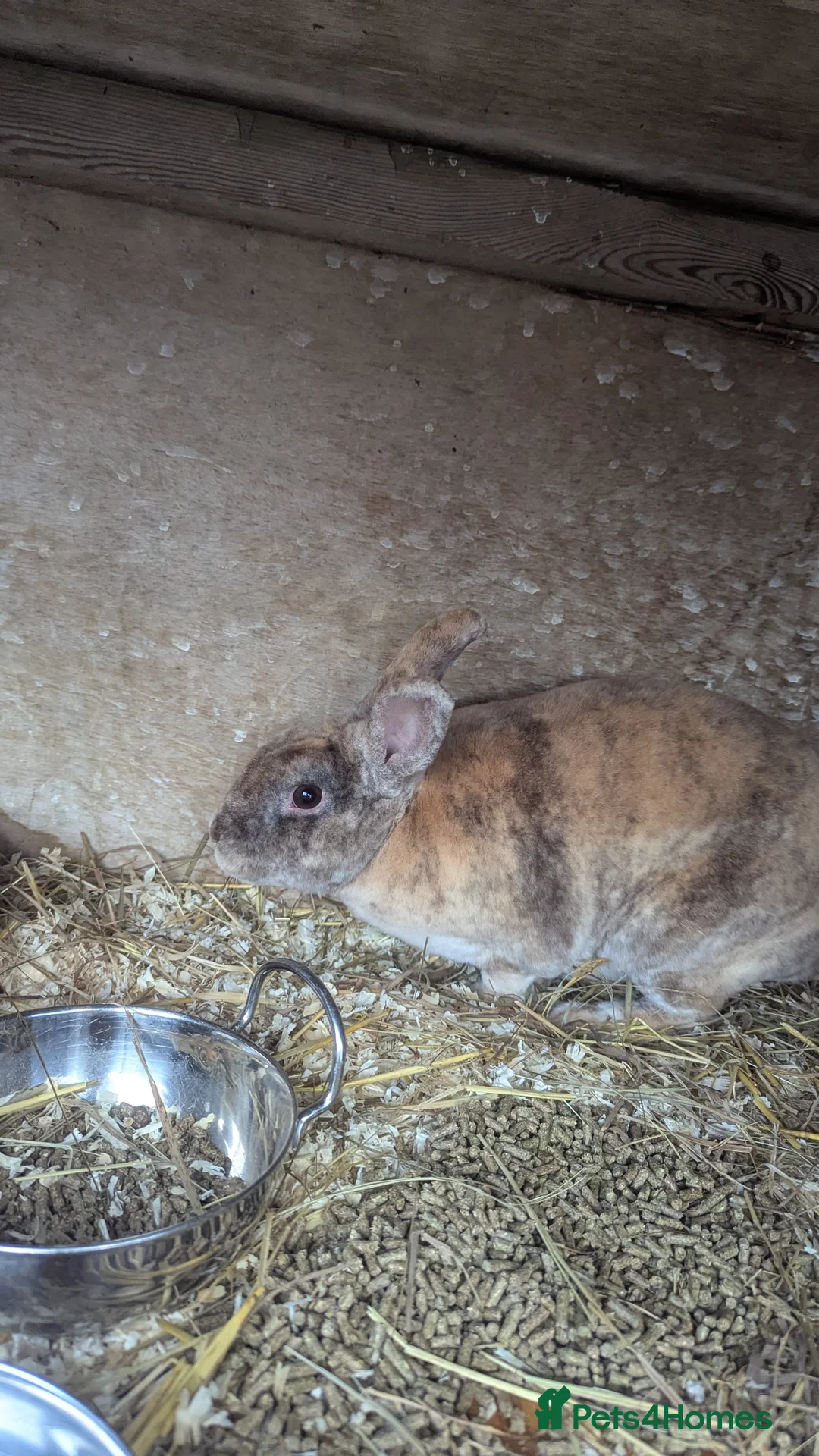 Rex rabbits for sale: 3 Rabbits - 2 x Velvet Rex, 1 x New Zealand White - Advert 7