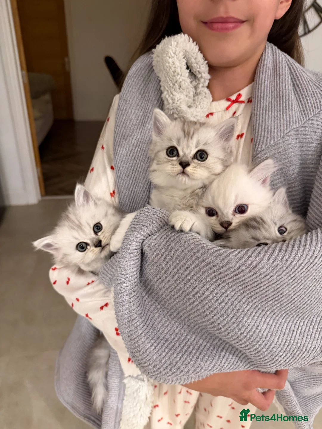Persian cats for sale: Beautiful Persian chinchilla kittens  - Advert 5