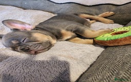 French Bulldog dogs for sale: Fluffy French bulldog puppies- strong bloodline. - Advert 6