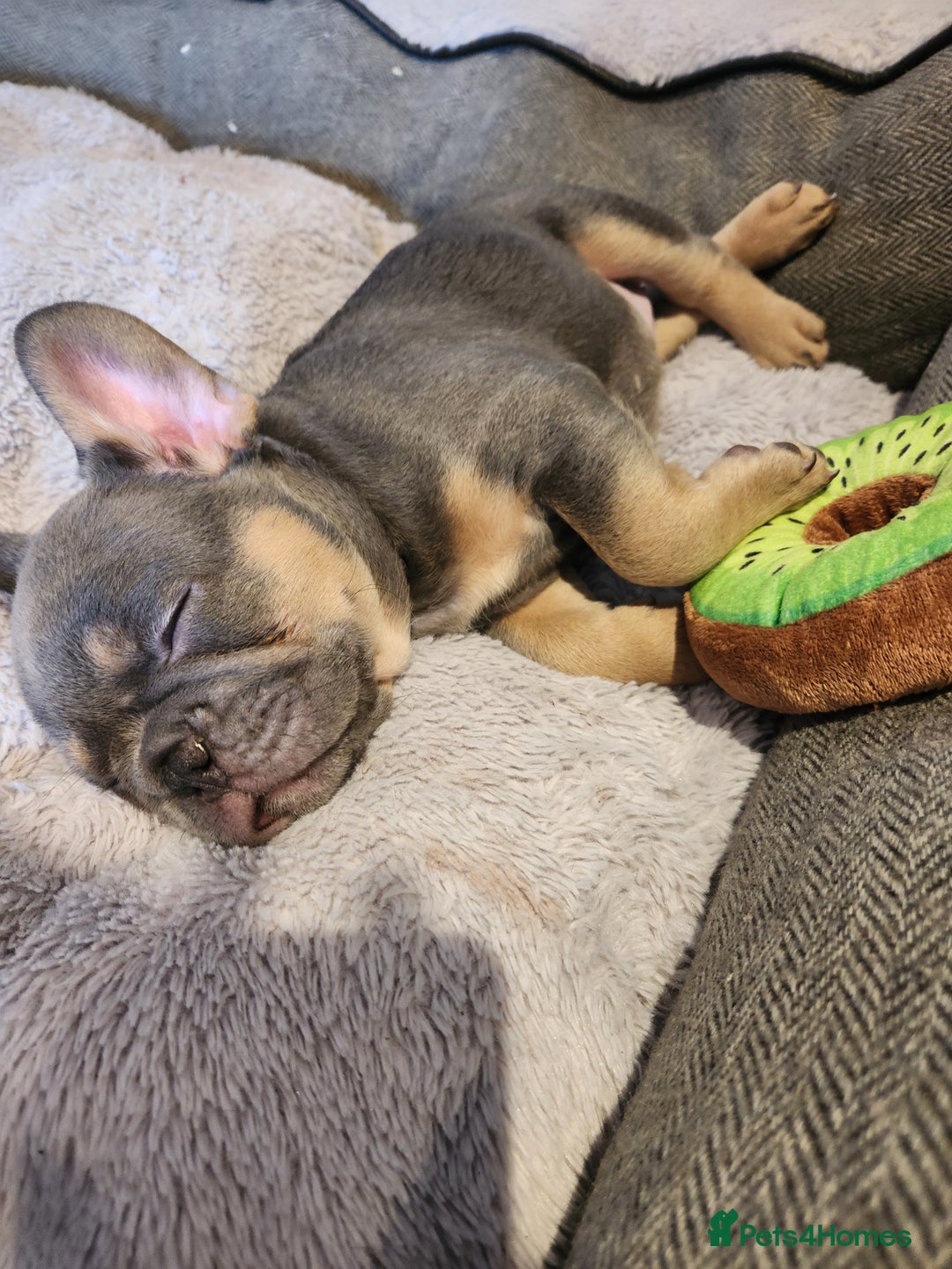 French Bulldog dogs for sale: Fluffy French bulldog puppies- strong bloodline. - Advert 6
