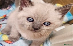 Mixed Breed cats for sale: Ragdoll X ShortHair - Advert 3