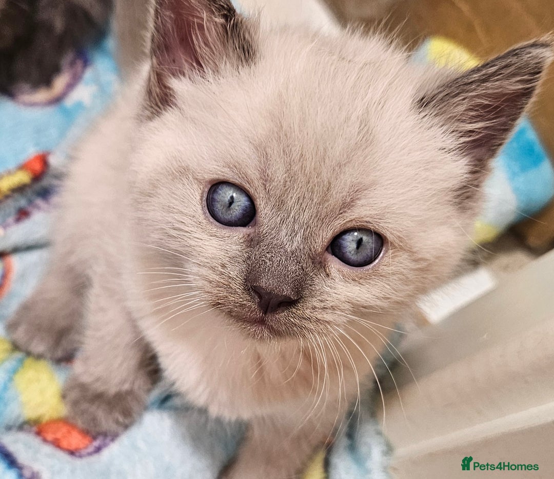 Mixed Breed cats for sale: Ragdoll X ShortHair - Advert 3