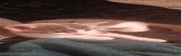 Mixed Breed cats for sale: 2 kittens  - Advert 17