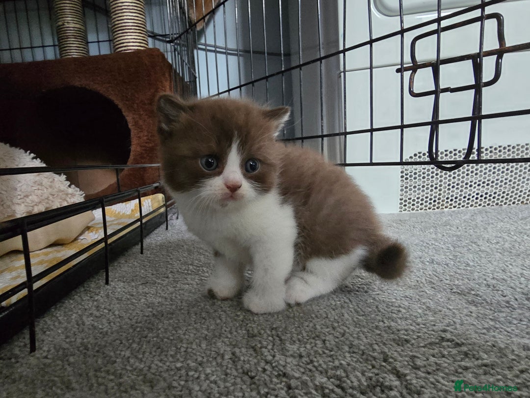 British Shorthair cats for sale: Chocolate Bi-colour GCCF registered boy - Image 8