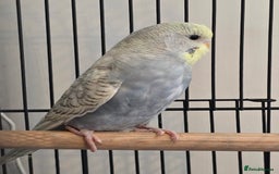 Budgerigars birds for sale: 2 budgies for sale with full set up. - Image 6