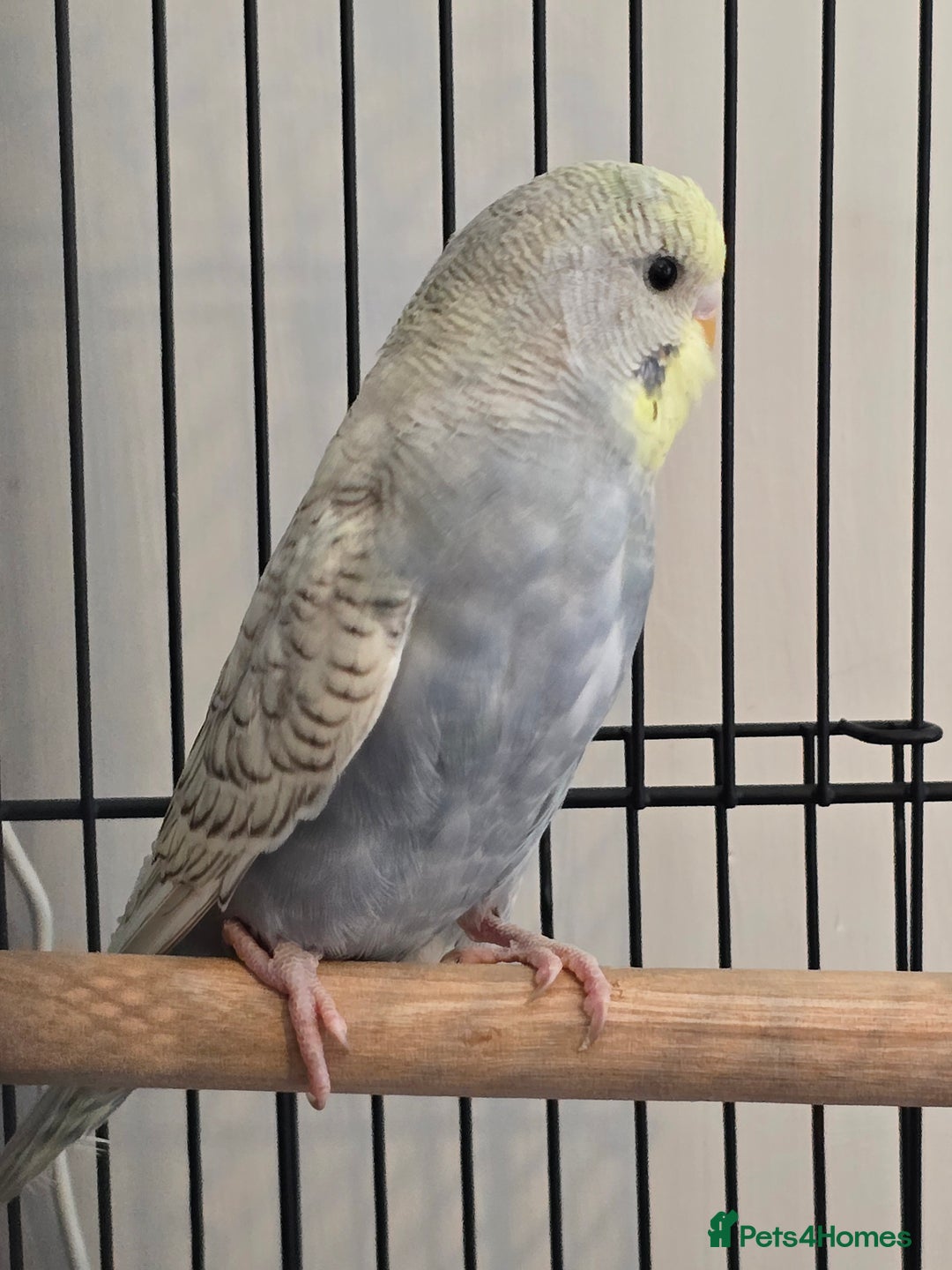 Budgerigars birds for sale: 2 budgies for sale with full set up. - Image 6