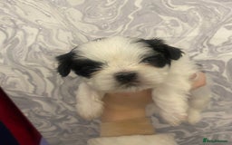 Shih Tzu dogs for sale: Imperial shitzhu pups  born on the 17 of October - Image 10